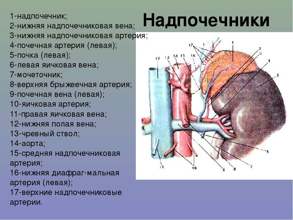 Артерия и вена почки. Кровоснабжение надпочечников анатомия. Нижняя надпочечниковая артерия. Средняя надпочечниковая артерия.