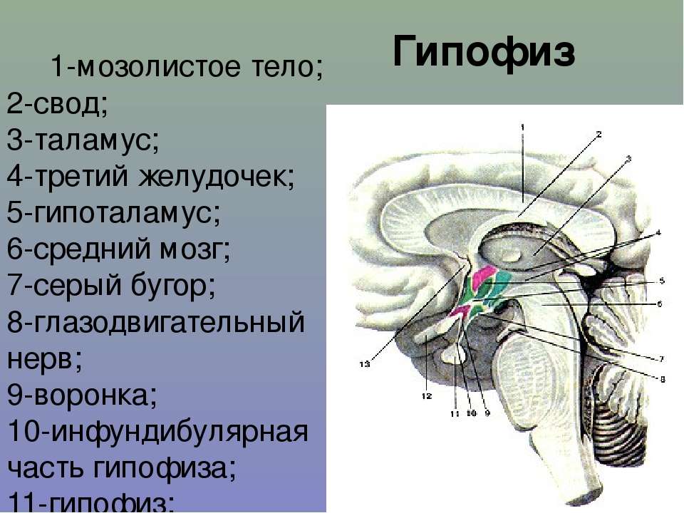 Желудочки среднего мозга. Зрительный бугор таламус. Третий желудочек и таламус. Свод мозолистого тела. Гипофиз и глазной нерв.