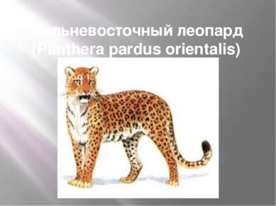 Дальневосточный леопард (Panthera pardus orientalis) Eng. Amur leopard