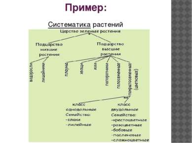 Пример: Систематика растений