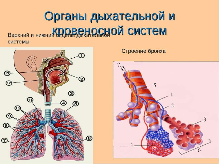 Органы дыхательной и кровеносной систем Строение бронха Верхний и нижний отде...
