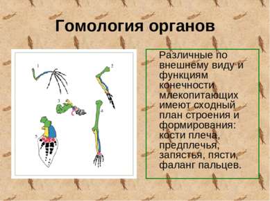 Гомология органов Различные по внешнему виду и функциям конечности млекопитаю...