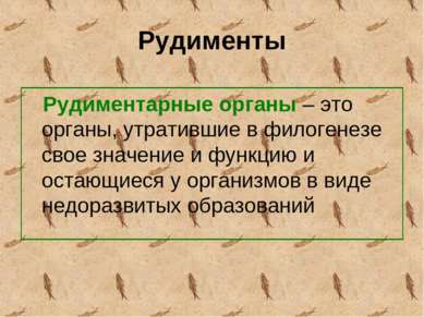 Рудименты Рудиментарные органы – это органы, утратившие в филогенезе свое зна...