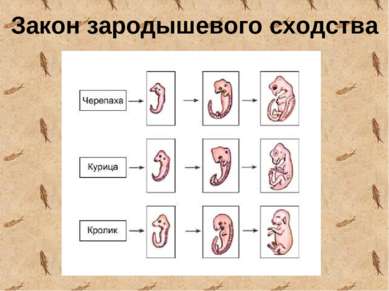 Закон зародышевого сходства