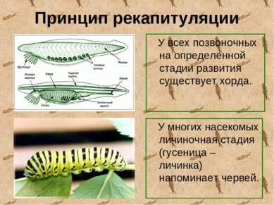 Принцип рекапитуляции У всех позвоночных на определенной стадии развития суще...