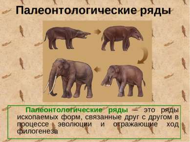 Палеонтологические ряды Палеонтологические ряды – это ряды ископаемых форм, с...