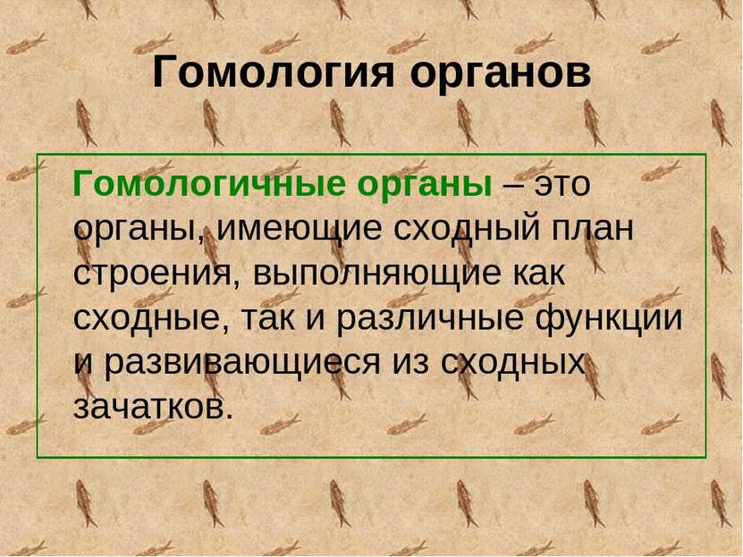 Гомология органов Гомологичные органы – это органы, имеющие сходный план стро...