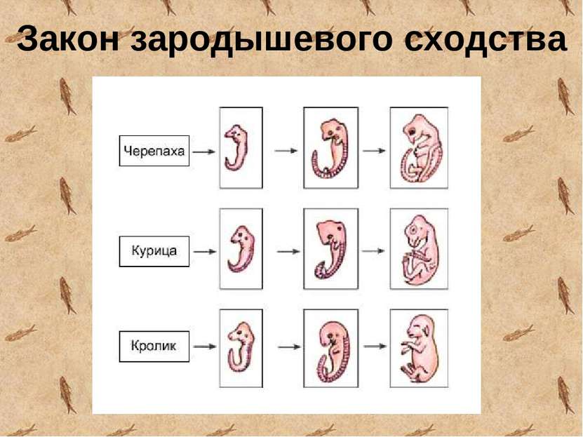 Закон зародышевого сходства