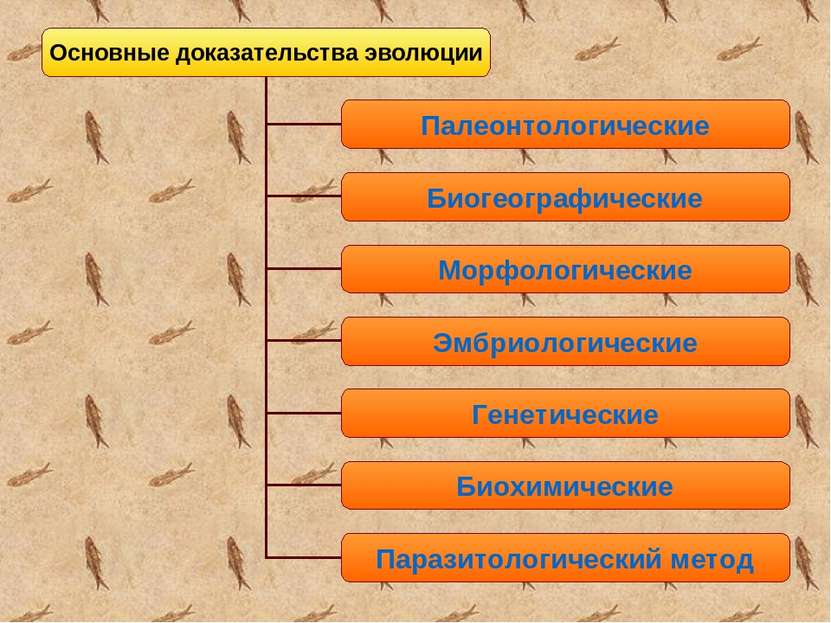 Доказательства эволюции презентация