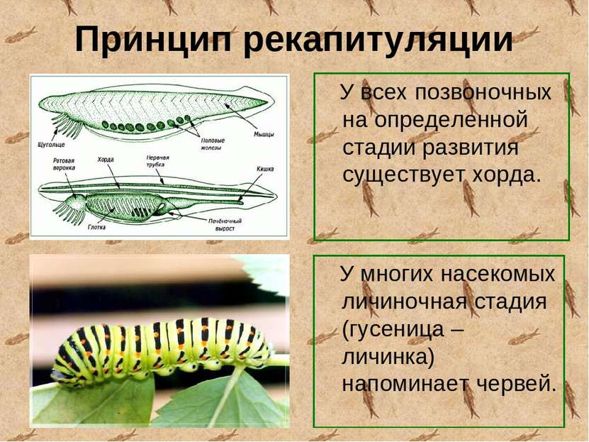 Принцип рекапитуляции У всех позвоночных на определенной стадии развития суще...