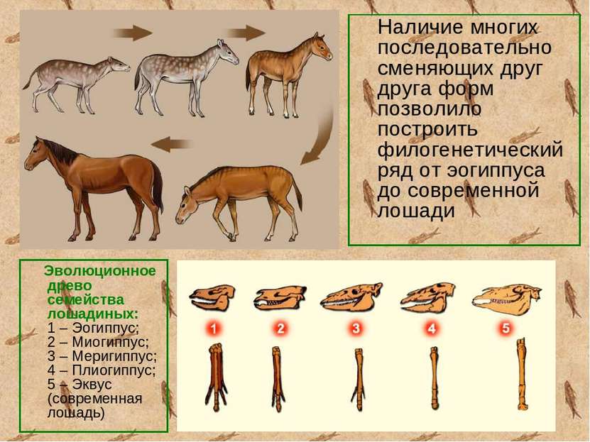 Наличие многих последовательно сменяющих друг друга форм позволило построить ...