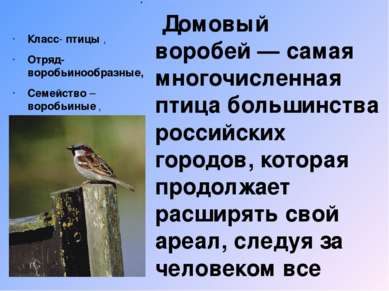 Воробей Домовый воробей — самая многочисленная птица большинства российских г...