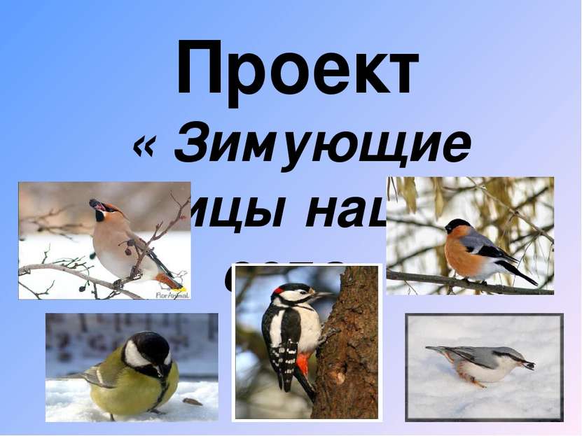 Проект « Зимующие птицы нашего села»