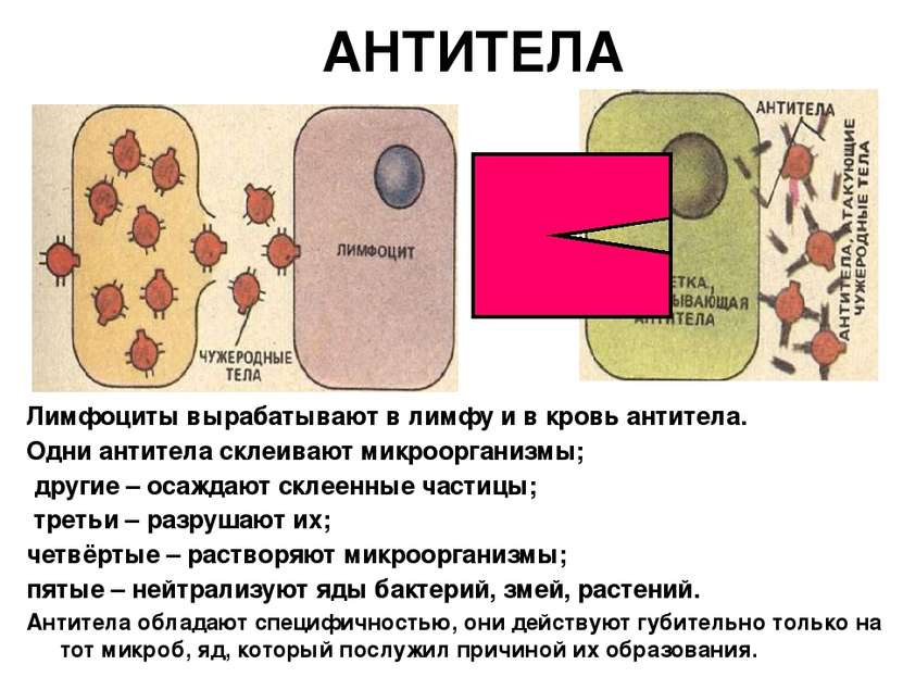 АНТИТЕЛА Лимфоциты вырабатывают в лимфу и в кровь антитела. Одни антитела скл...