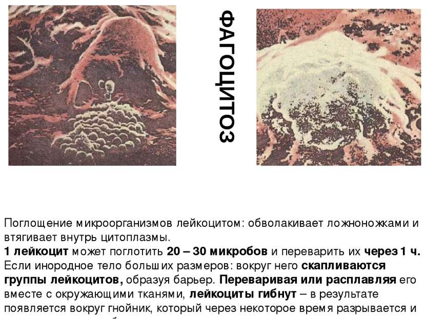 Поглощение микроорганизмов лейкоцитом: обволакивает ложноножками и втягивает ...