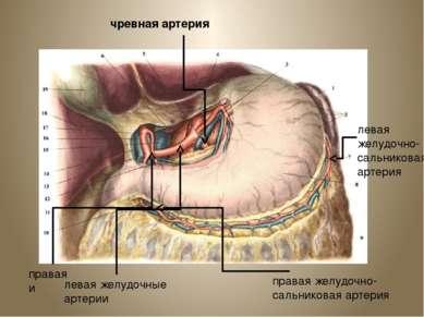 чревная артерия левая желудочные артерии правая и левая желудочно- сальникова...