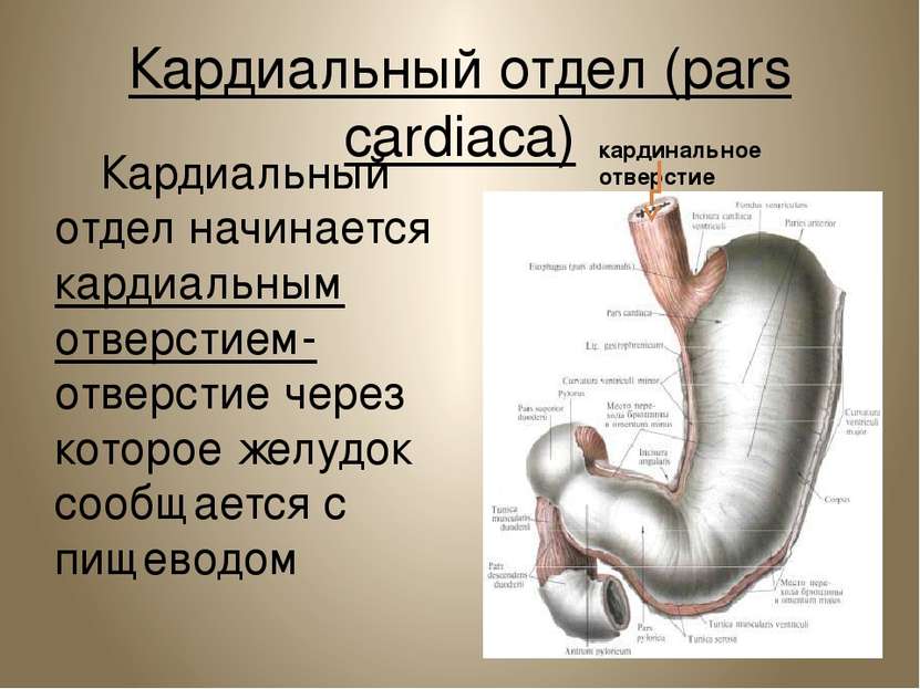 Кардиальный отдел (pars cardiaca) Кардиальный отдел начинается кардиальным от...