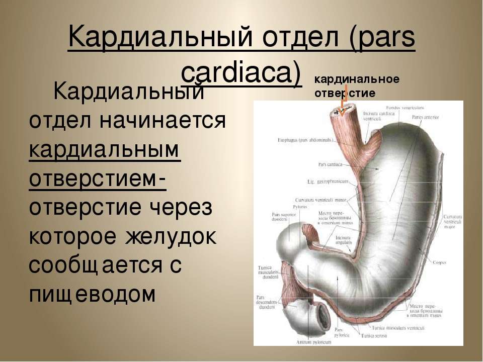 Кардиальный отдел пищевода. Кардиальное отверстие желудка. Кардиальный и пилорический отделы желудка. Кардиальная часть желудка анатомия.
