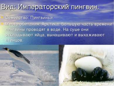 Вид: Императорский пингвин. Семейство: Пингвиньи. Место обитания: Арктика. Бо...