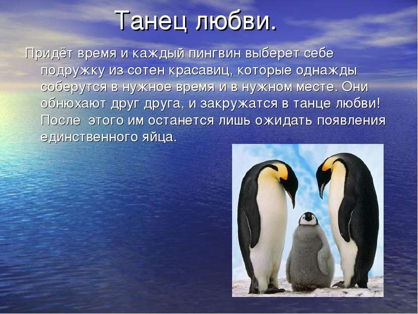 Танец любви. Придёт время и каждый пингвин выберет себе подружку из сотен кра...