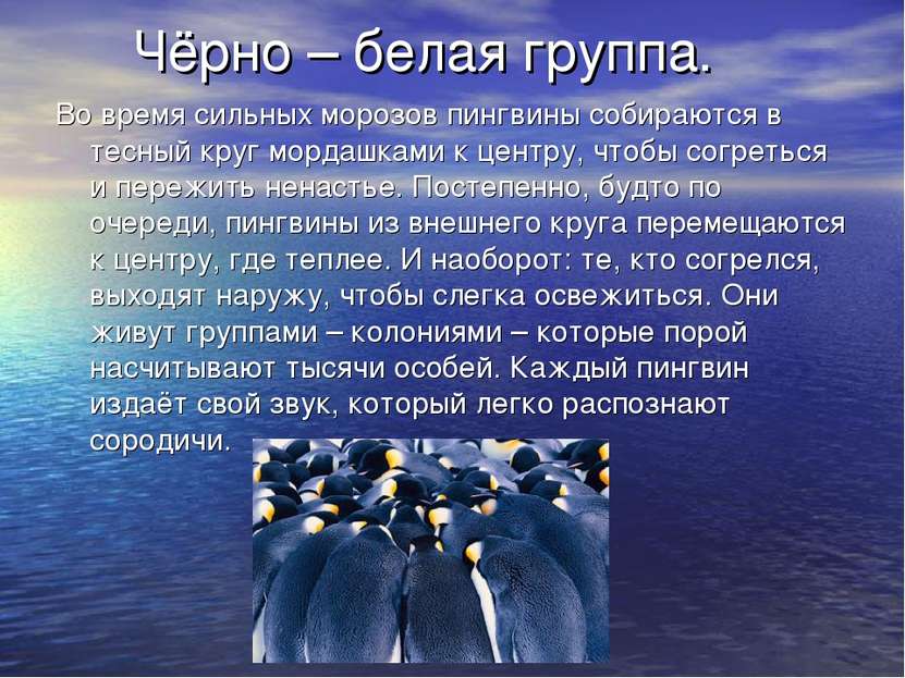 Чёрно – белая группа. Во время сильных морозов пингвины собираются в тесный к...