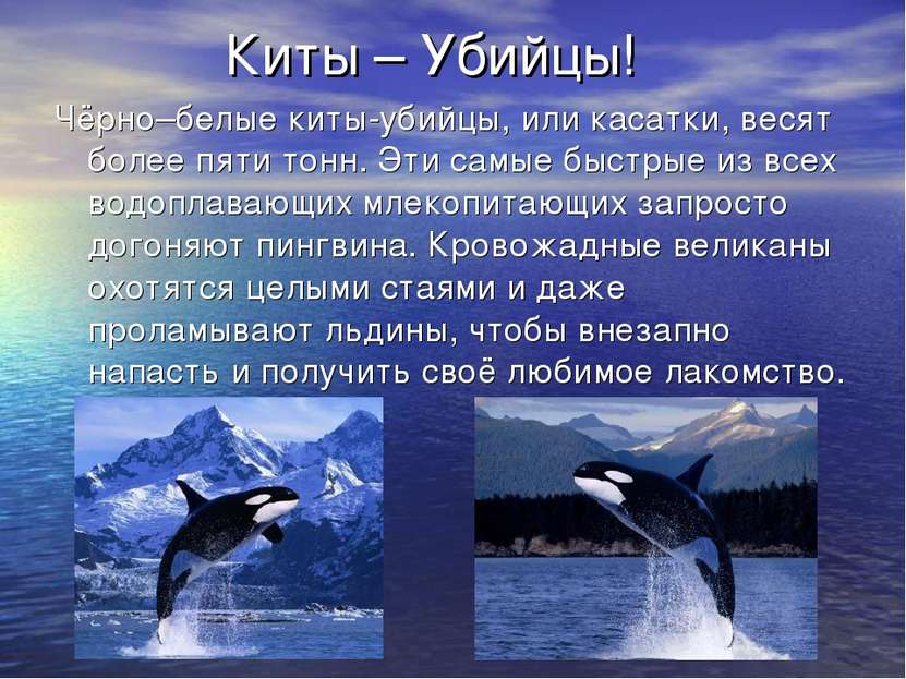 Киты – Убийцы! Чёрно–белые киты-убийцы, или касатки, весят более пяти тонн. Э...
