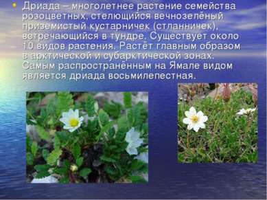 Дриада – многолетнее растение семейства розоцветных, стелющийся вечнозелёный ...