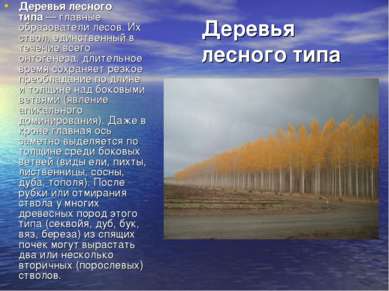 Деревья лесного типа Деревья лесного типа — главные образователи лесов. Их ст...