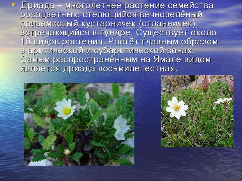 Дриада – многолетнее растение семейства розоцветных, стелющийся вечнозелёный ...