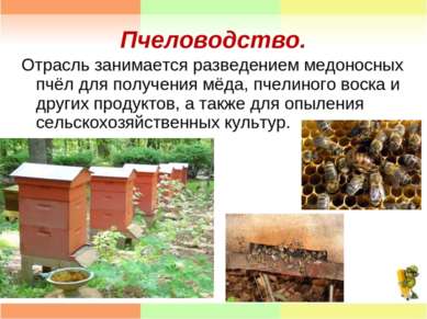 Пчеловодство. Отрасль занимается разведением медоносных пчёл для получения мё...
