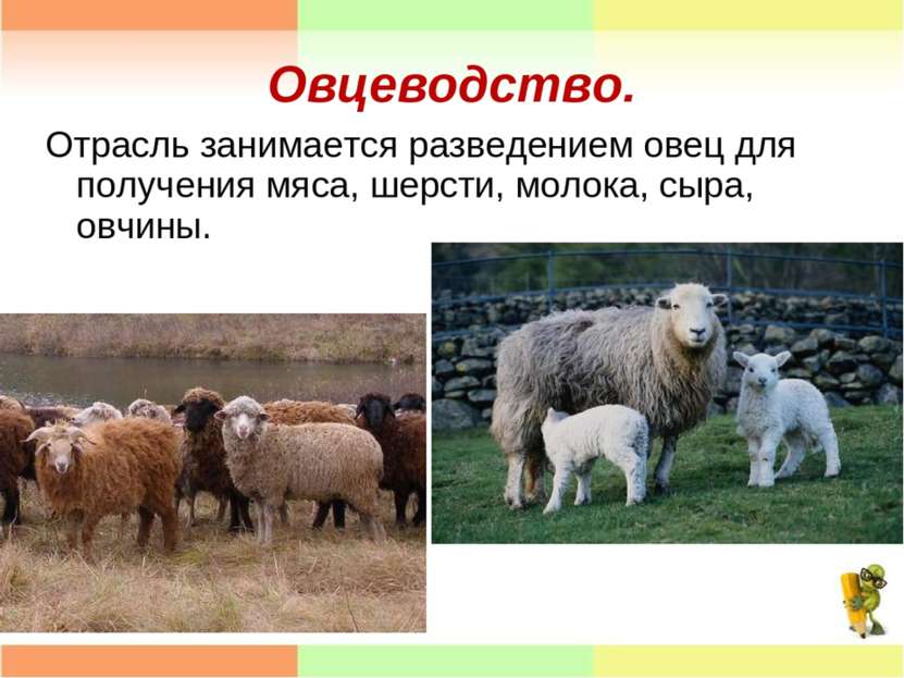 Овцеводство. Отрасль занимается разведением овец для получения мяса, шерсти, ...