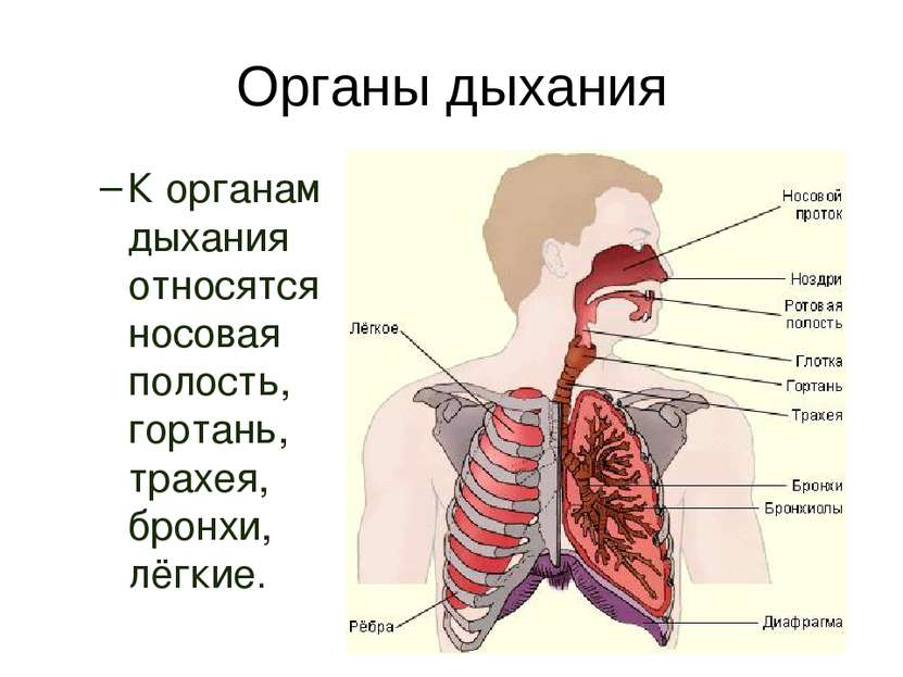 Органы дыхания К органам дыхания относятся носовая полость, гортань, трахея, ...
