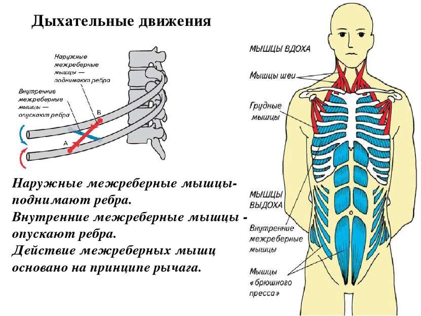 Наружные межреберные мышцы- поднимают ребра. Внутренние межреберные мышцы - о...