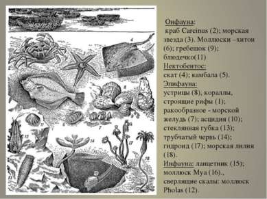 Онфауна: краб Carcinus (2); морская звезда (3). Моллюски –хитон (6); гребешок...