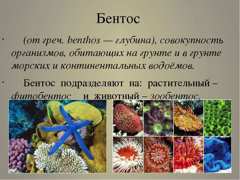 Бентос (от греч. benthos — глубина), совокупность организмов, обитающих на гр...