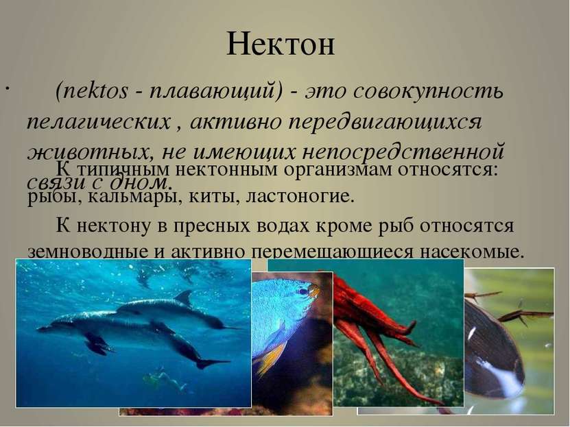 Нектон (nektos - плавающий) - это совокупность пелагических , активно передви...