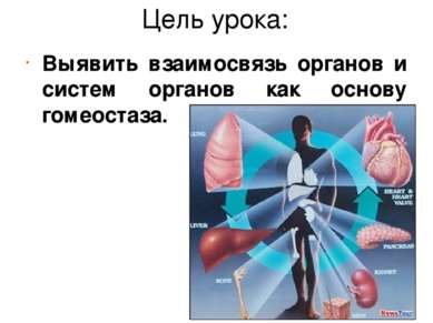 Цель урока: Выявить взаимосвязь органов и систем органов как основу гомеостаза.