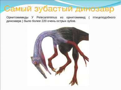 Орнитомимиды У Pelecanimimus из орнитомимид ( птицеподобного динозавра ) было...