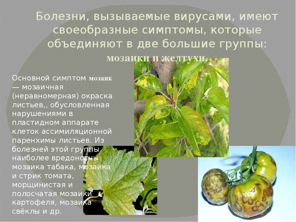 Индиго от болезней растений. Желтухи заболевания растений. Вирусные заболевания растений. Болезни растений вызываемые вирусами. Вирусные заболевания растений список.