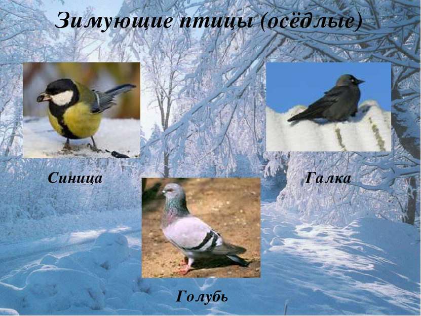 Зимующие птицы (осёдлые) Синица Галка Голубь
