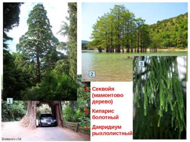 Секвойя (мамонтово дерево) Кипарис болотный Дакридиум рыхлолистный 1 3 2