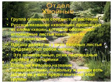 Группа семенных сосудистых растений Русское название «хвойные» происходит от ...