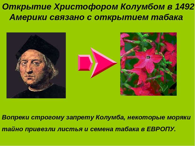 Открытие Христофором Колумбом в 1492 г. Америки связано с открытием табака Во...