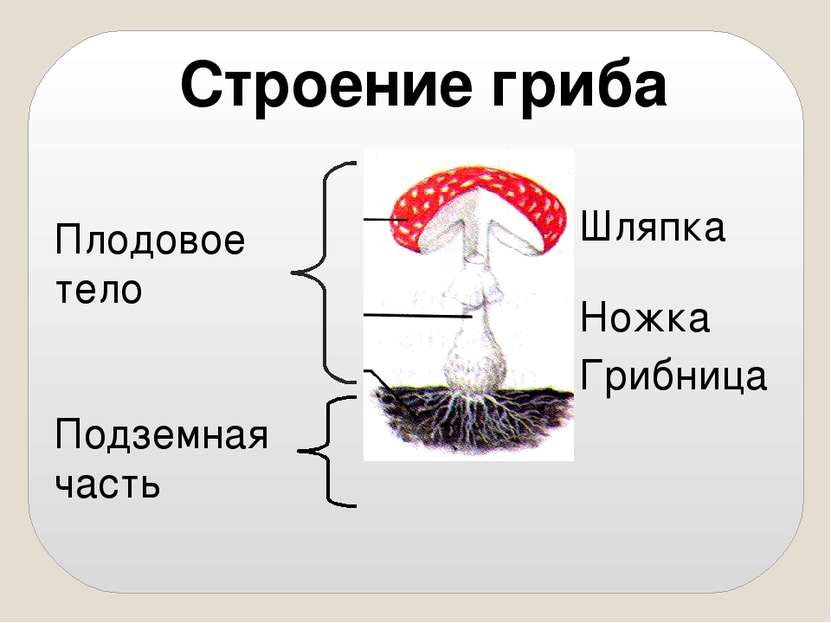 Шляпка Ножка Грибница Строение гриба Плодовое тело Подземная часть