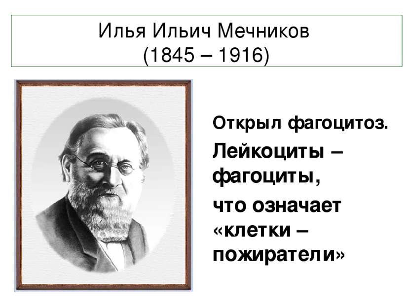 Илья Ильич Мечников (1845 – 1916) Открыл фагоцитоз. Лейкоциты – фагоциты, что...