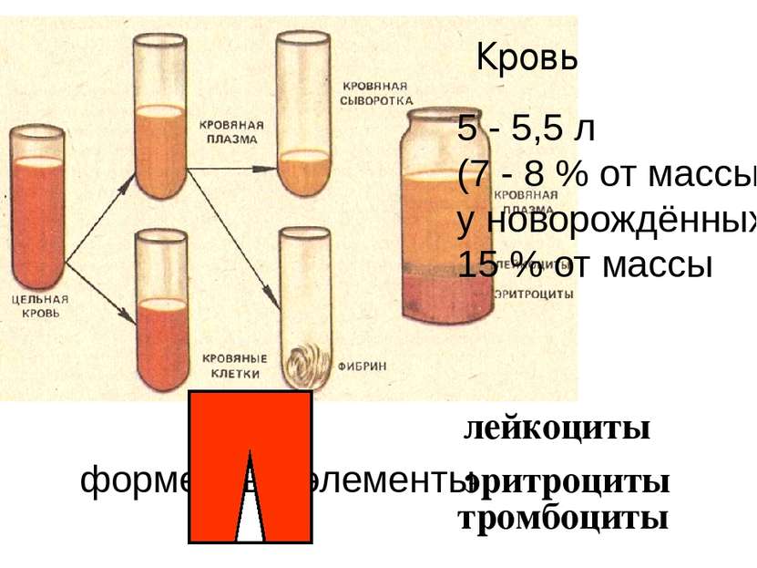 Кровь форменные элементы лейкоциты эритроциты тромбоциты 5 - 5,5 л (7 - 8 % о...