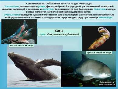 Современые китообразные делятся на два подотряда: Усатые киты, отличающиеся у...