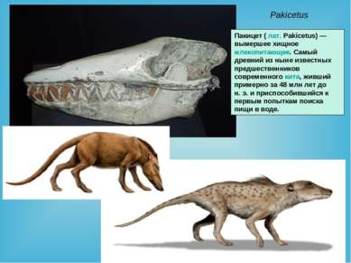 Pakicetus Пакицет ( лат. Pakicetus) — вымершее хищное млекопитающее. Самый др...