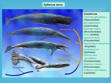 Зубатые киты Семейства Гангские дельфины (Platanistidae) Дельфиновые (Delphin...