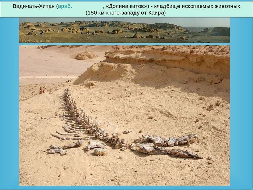 Вади-аль-Хитан (араб. وادي الحيتان , «Долина китов») - кладбище ископаемых жи...